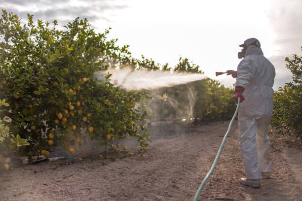Best Pest Removal Services  in Saranap, CA