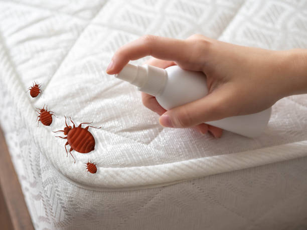 Professional Pest Control in Saranap, CA