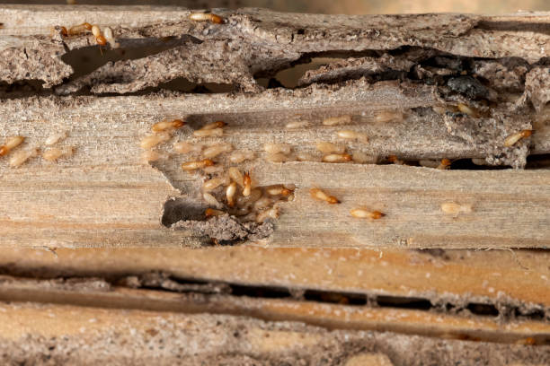 Best Wasp Removal Services  in Saranap, CA
